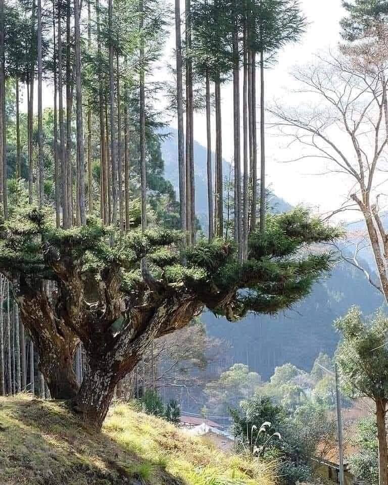 Daisugi-AncientJapanese-Tree-Technique