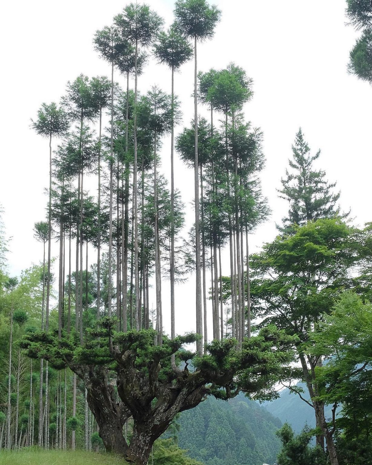 Daisugi, Ancient Technique to Produce Lumber Without Cutting Down Trees