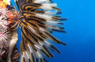 Crinoid on the reef of Batu Moncho Island