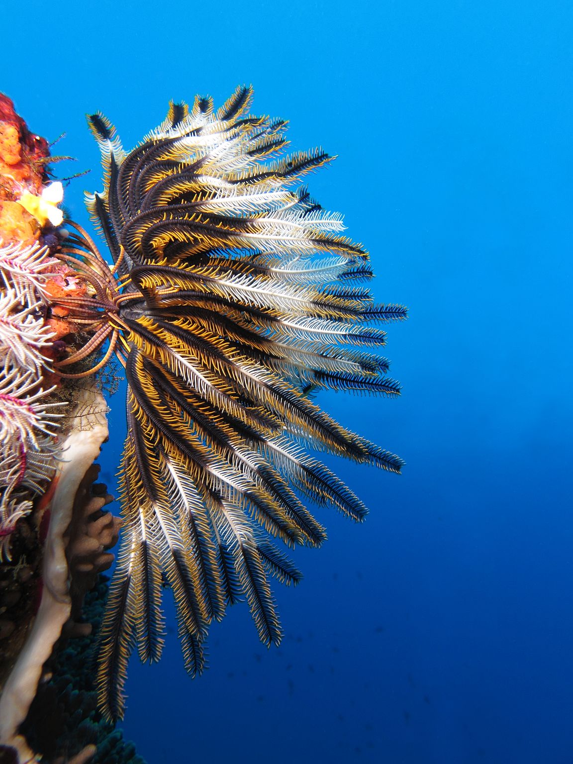 Crinoid on the reef of Batu Moncho Island