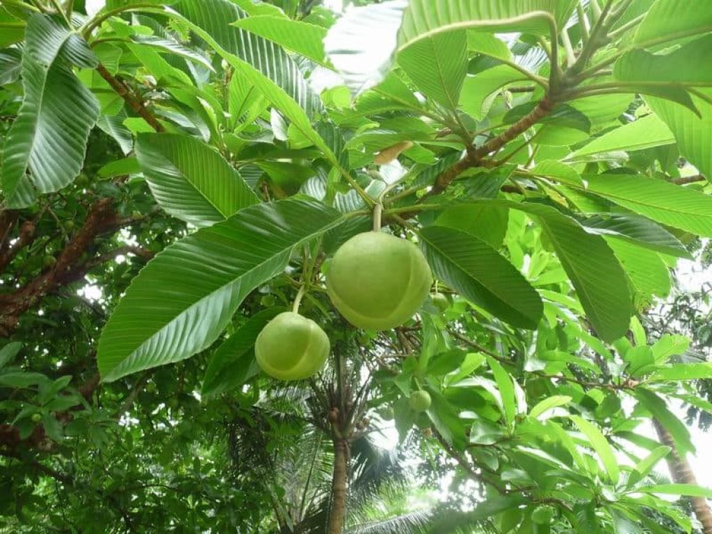 The Elephant Apple: Dillenia indica