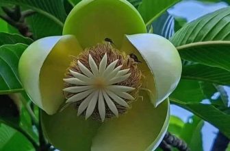 The Elephant Apple - Dillenia indica