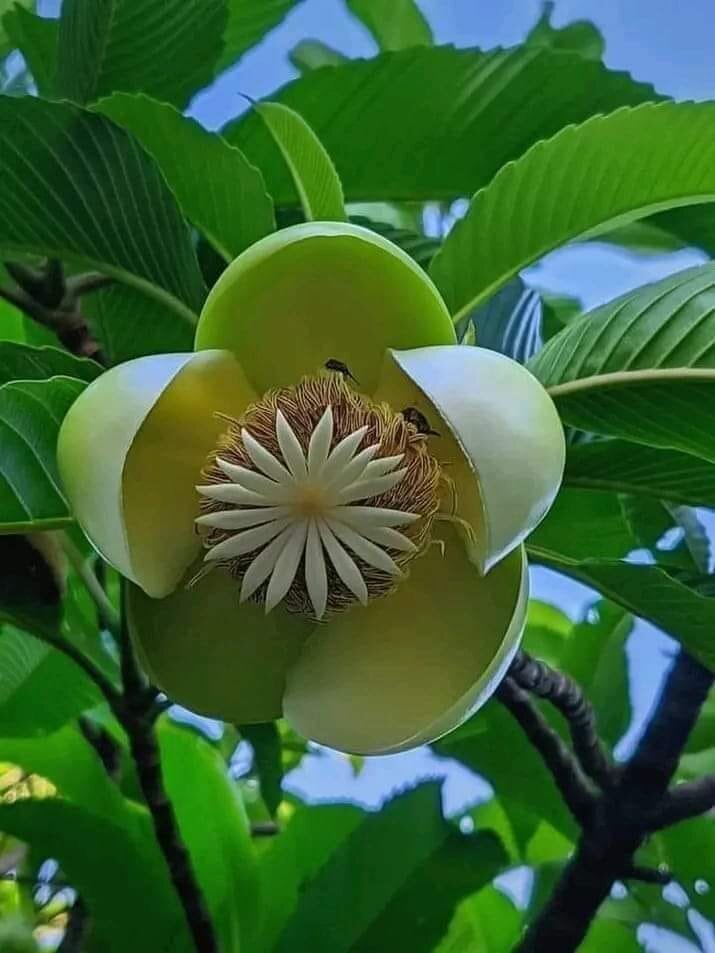 The Elephant Apple - Dillenia indica