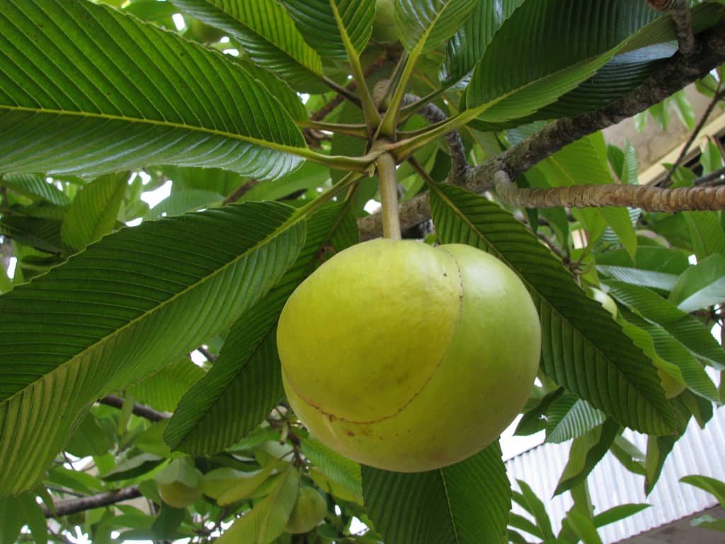 The Elephant Apple: Dillenia indica