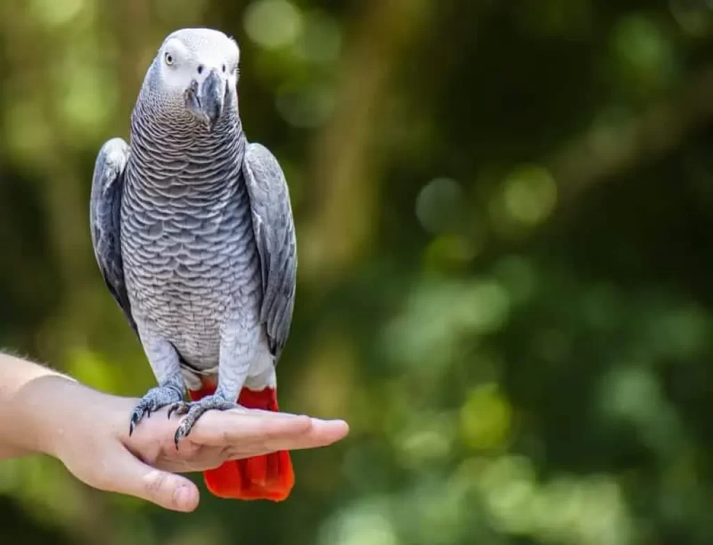 African Grey Parrot Personality, Food & Care