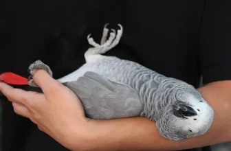 African Grey Parrot Personality, Food & Care