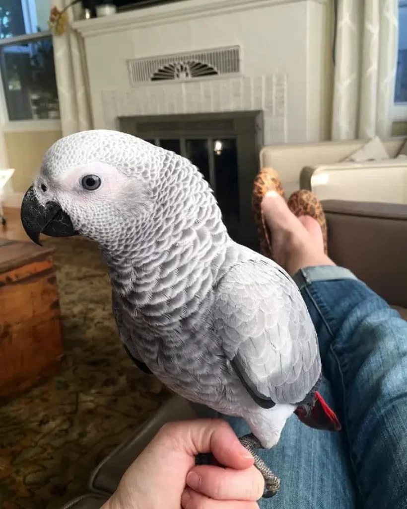 African Grey Parrot Personality, Food & Care