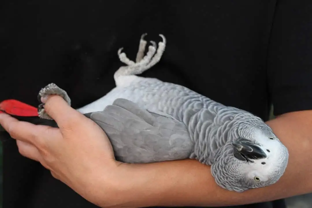 African Grey Parrot Personality, Food & Care