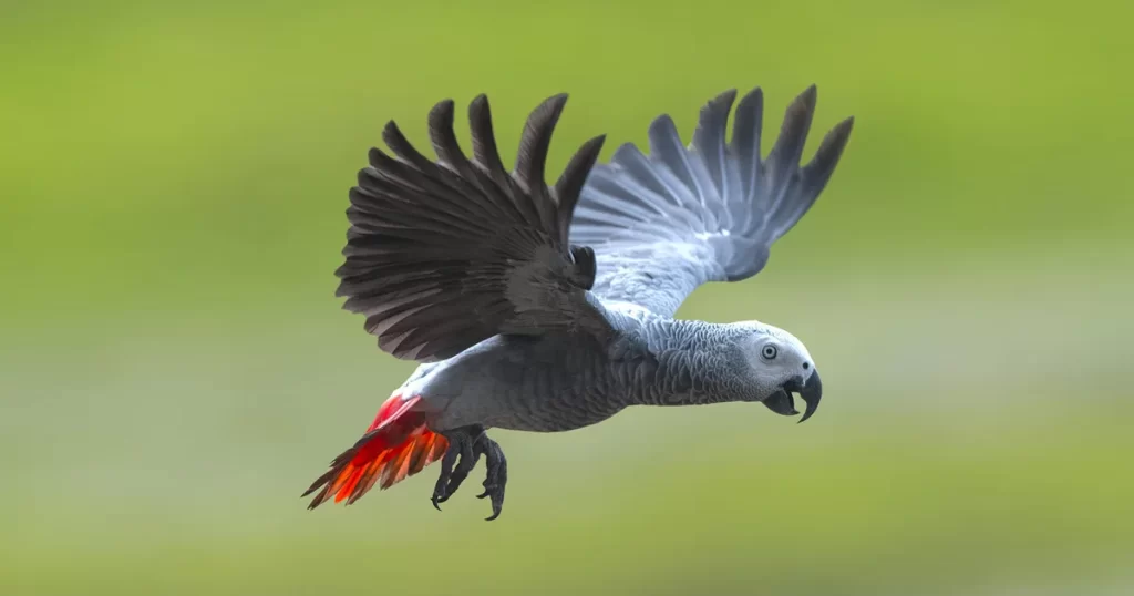 African Grey Parrot Personality, Food & Care