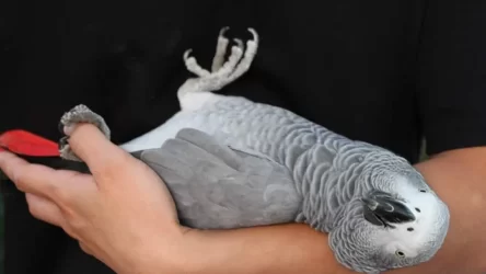 African Grey Parrot Personality, Food & Care