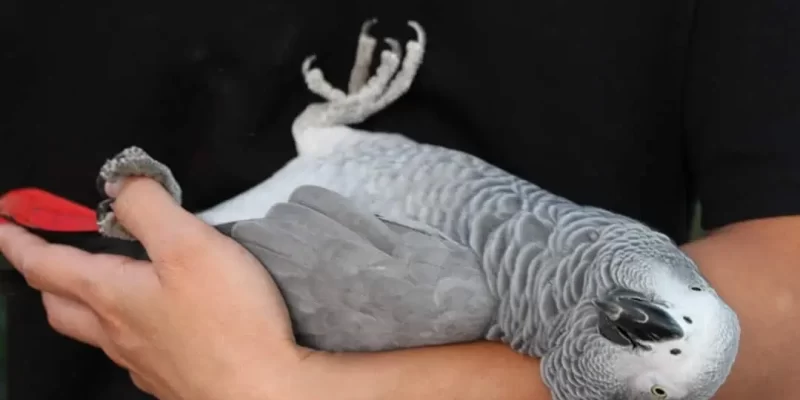 African Grey Parrot Personality, Food & Care