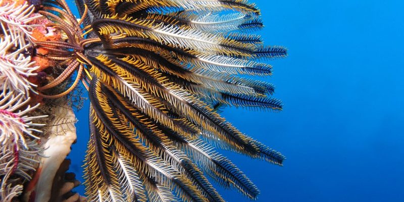A Look at the Stunning Swimming Feather Star (Crinoid)