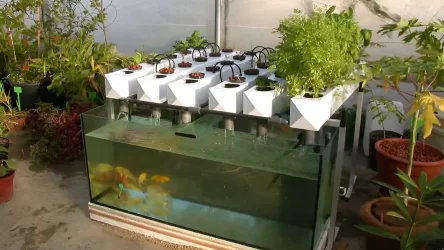 How to Build and Maintain a Home Aquaponics System 🐟🌱