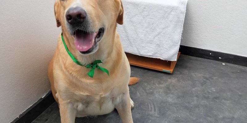 What Our Dogs Teach Us in Their Lifetime