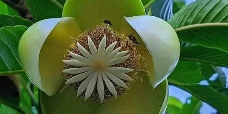 The Elephant Apple: Dillenia indica
